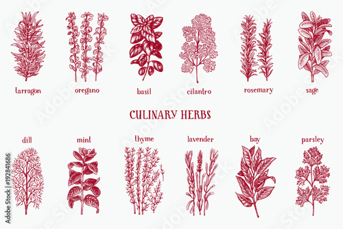 Hand drawn set of culinary herbs and spices. Vector background for design menu, packaging, recipes, label, farm market products. Hand drawn vintage illustration. Botanical set.