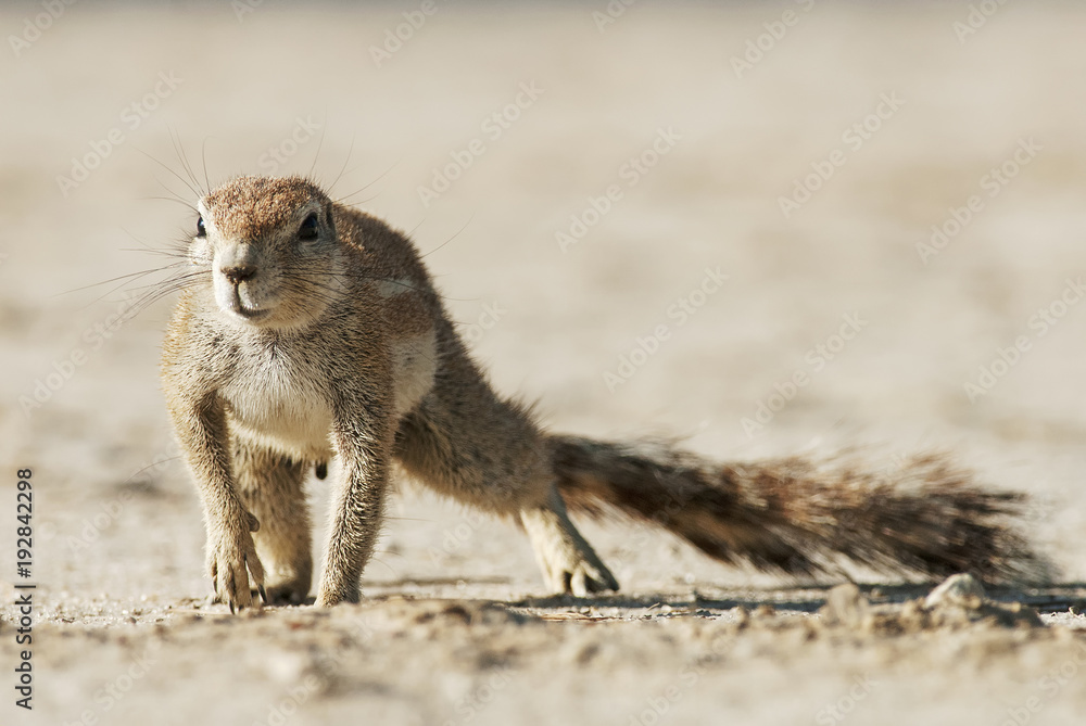 Fototapeta premium Cape Ground Squirrel, Xerus inauris, Kgalagadi Transfrontier Park, Kalahari desert, South Africa