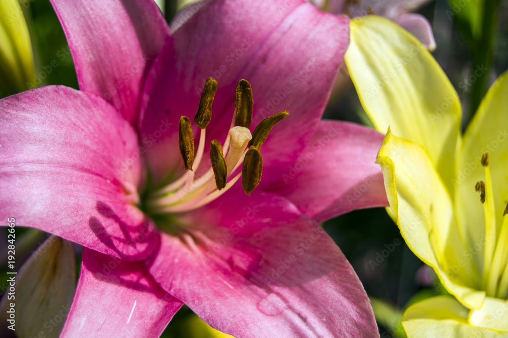 Pink lily flower