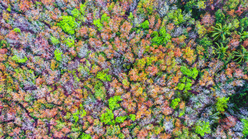 Aerial view forests are changing color.