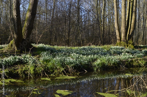 Millionen Schneeglöckchen (Galanthus) im Naturpark Schwalm-Nette