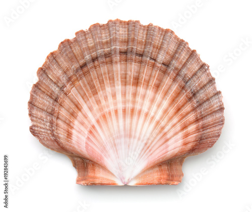 Top view of scallops shell photo