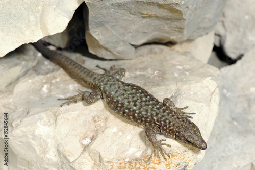 Tyrrhenische Gebirgseidechse (Archaeolacerta bedriagae) - Bedriaga's rock lizard  photo