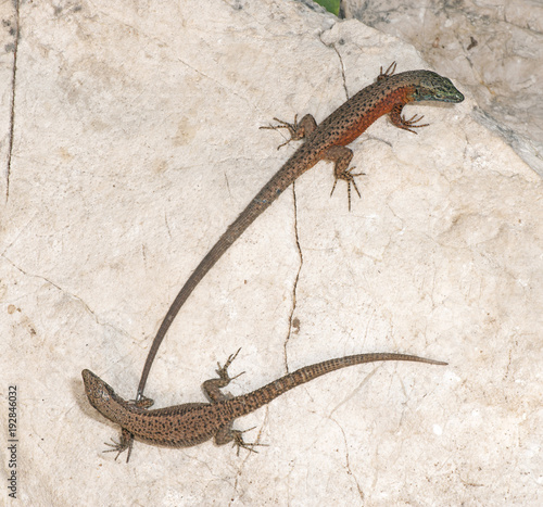 Pärchen der Pracht-Kieleidechse (Algyroides nigropunctatus) - Blue-throated keeled lizard  photo