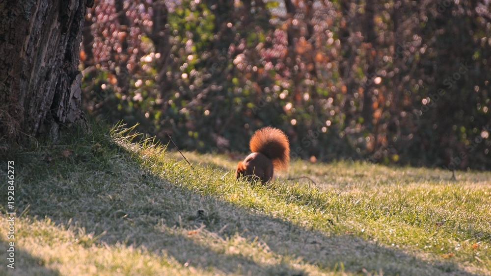Ein Eichhörnchen (Sciurus vulgaris) bei der Futtersuche im Spätwinter
Ein Eichhörnchen (Sciurus vulgaris) bei der Futtersuche im Spätwinter