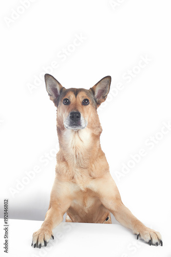 dog shepherd on white background portrait in front of white table. with paws on the table
