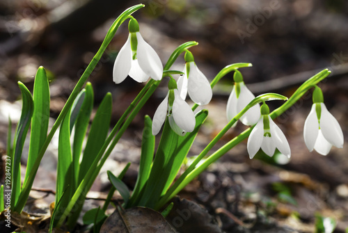 Beautiful snowdrop flowers closeup