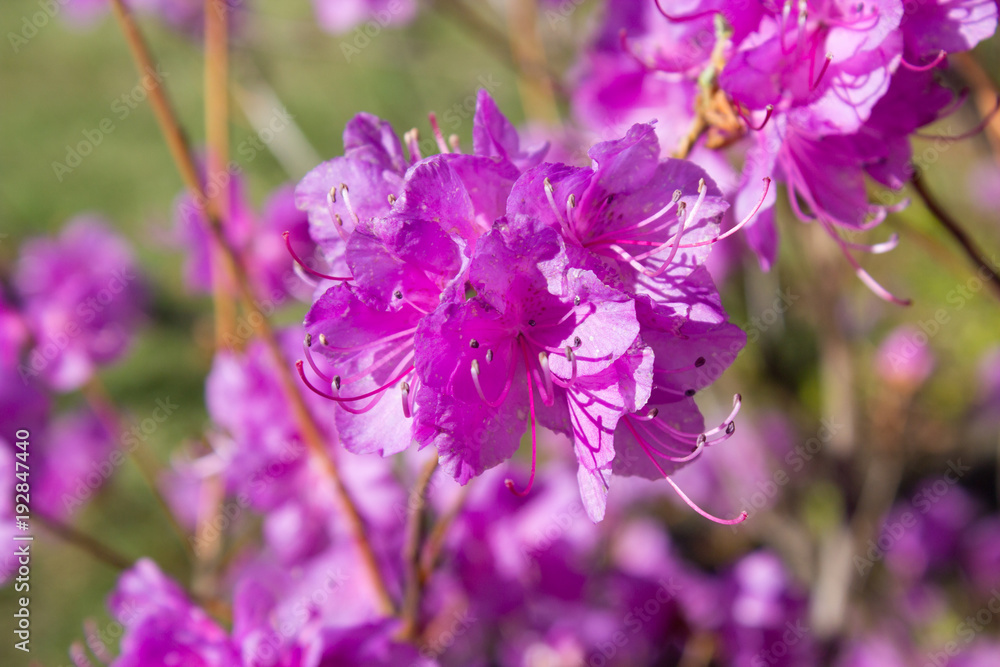 Fototapeta premium Rhododendron sichotense flower