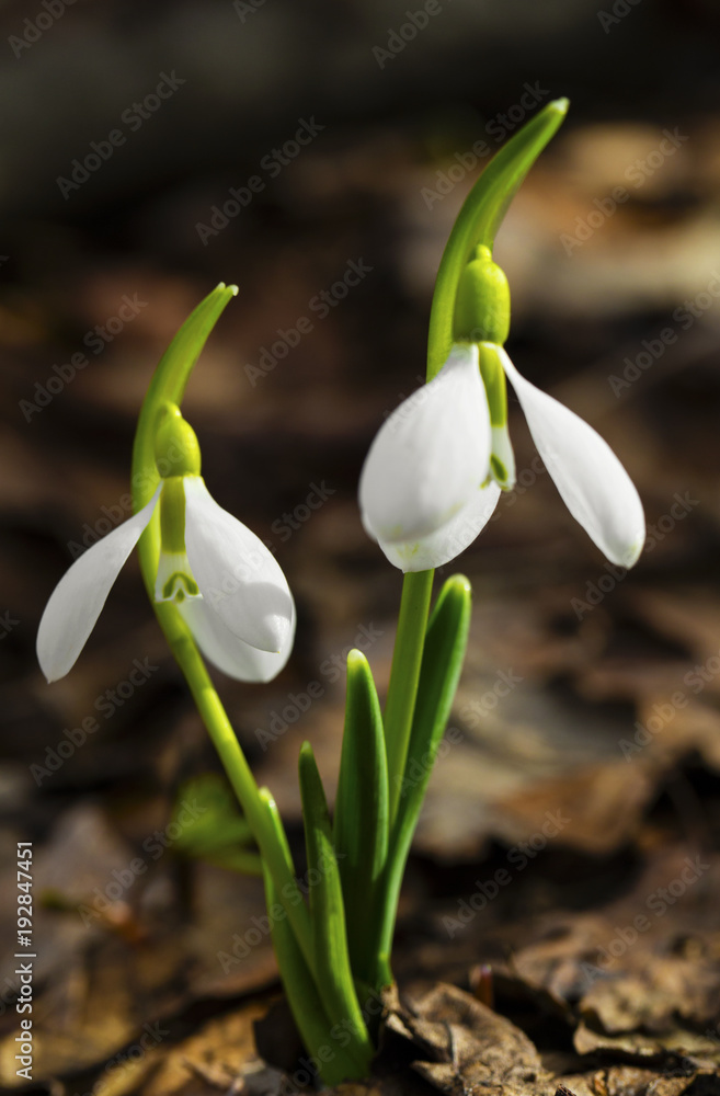 Fototapeta premium Beautiful snowdrop flowers closeup