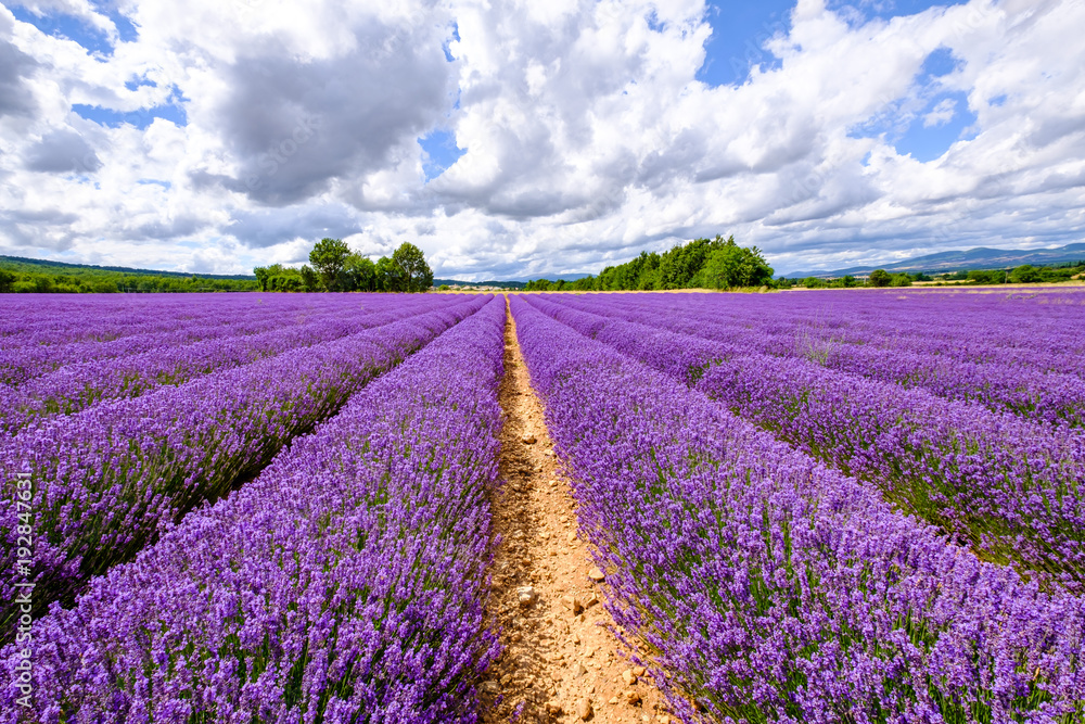 Beau champ de lavande en fleurs, ciel bleu avec des nuages. Beau champ de lavande en fleurs, ciel bleu avec des nuages.