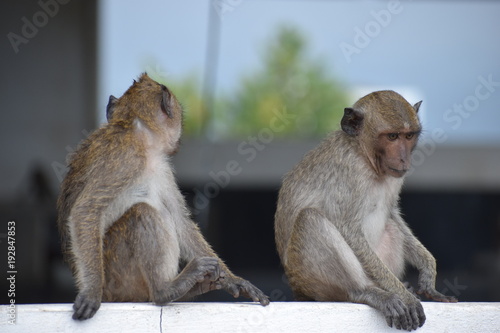 Closeup of two wild monkeys sitting on a roof at the monkey mountain Khao Takiab in Hua Hin, Thailand, Asia