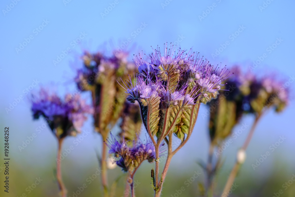 Fleur de phacélie à feuilles de tanaisie gros plan,.
