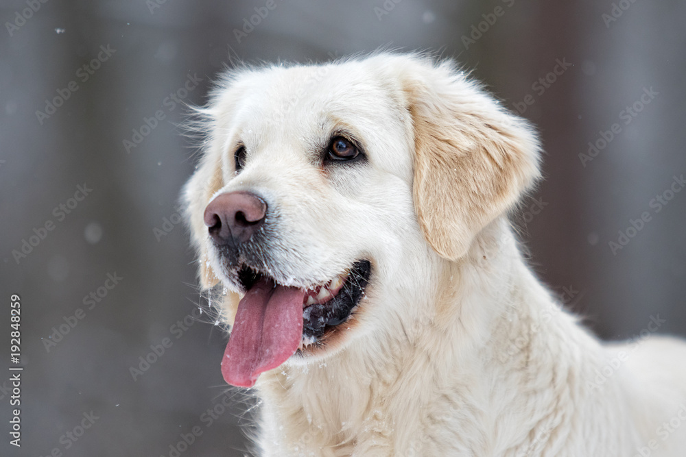 portrait of a golden retriever dog looking portrait of a golden retriever dog looking