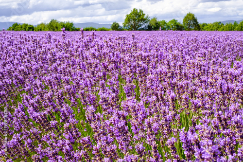 Champ de lavande, Provence, France.