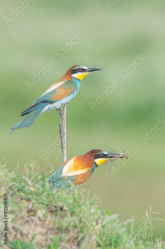 Couple of European bee-eaters,the male is bringing an insect as part of the mating ritual, Merops Apiaster 