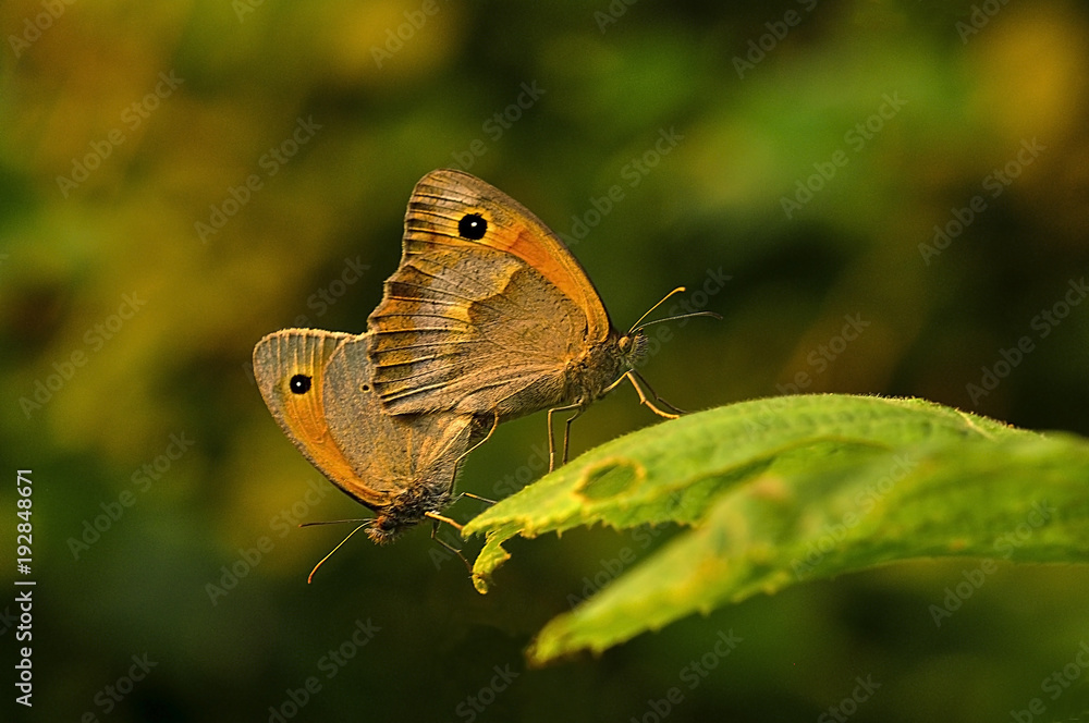 Fototapeta premium Love in spring