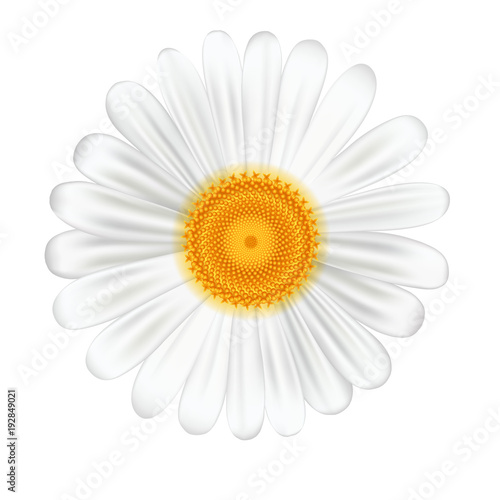 White camomile on white background