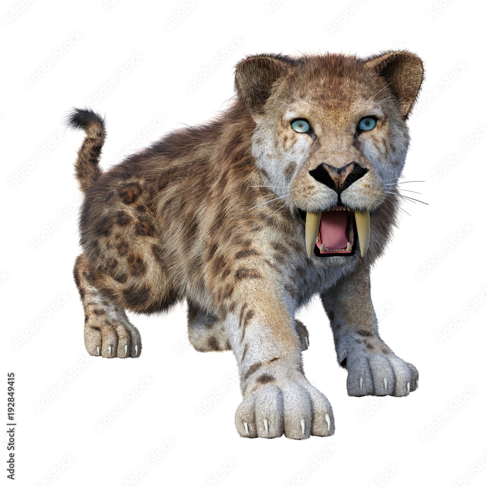 Obraz premium 3D Rendering Sabertooth Tiger on White