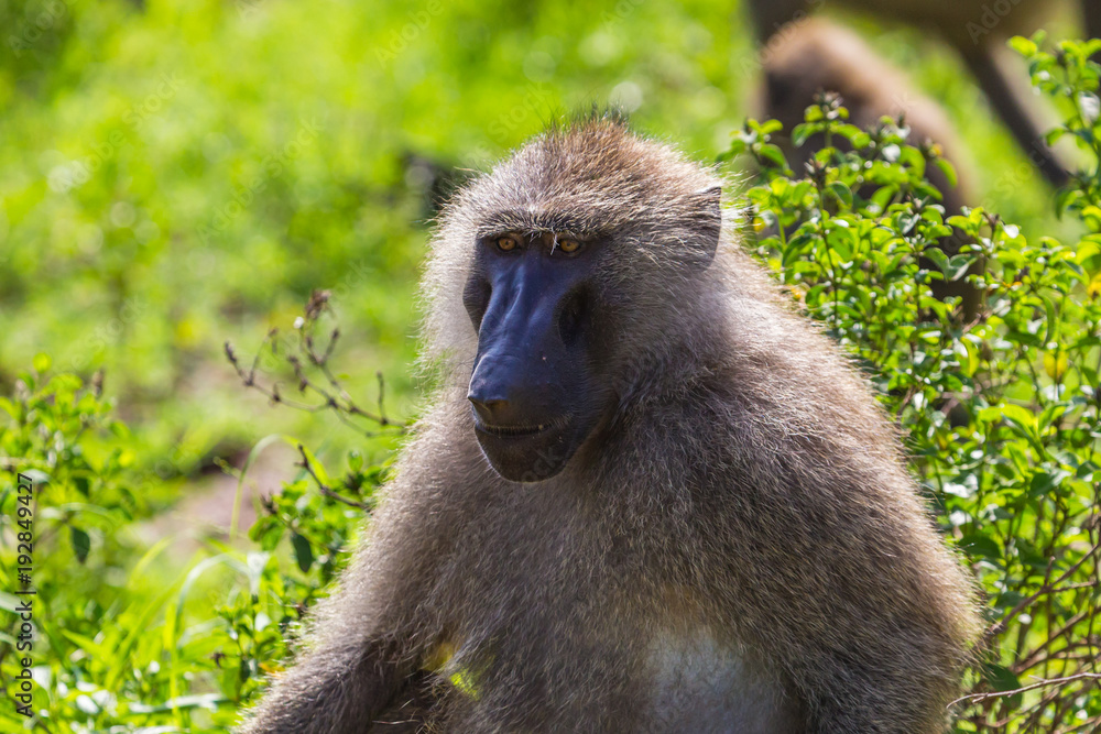 Baboons. Lake Manyara National Reserve Tanzania. Baboons. Lake Manyara National Reserve Tanzania.