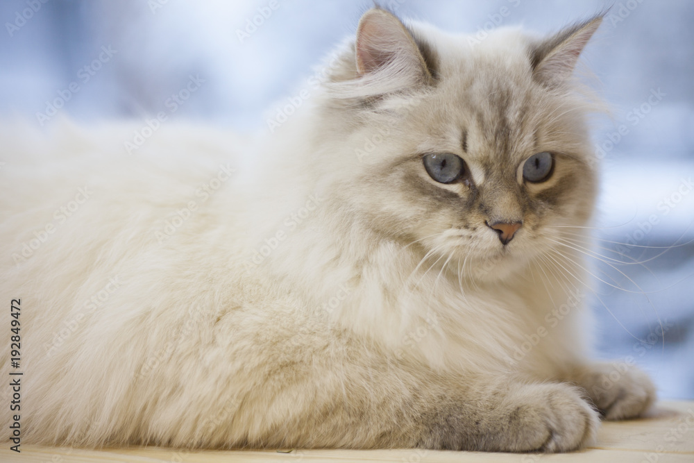 A siberian cat on a window sill A siberian cat on a window sill