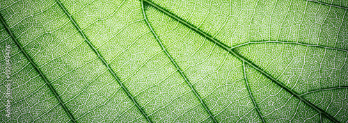 Web banner green leaves macro texture background