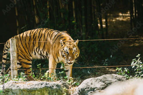 Baikal tiger in the zoo.