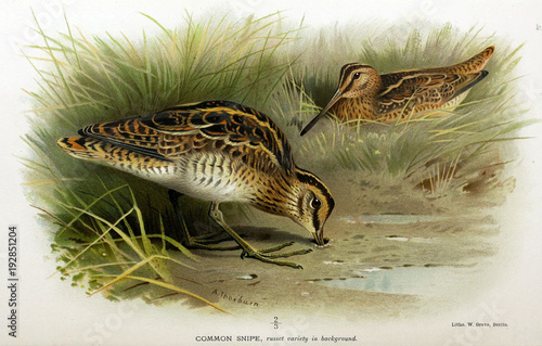 Illustration of bird photo