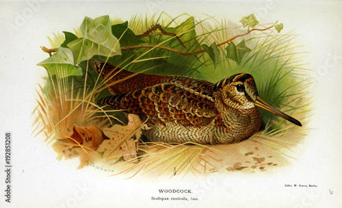 Photo Illustration of bird