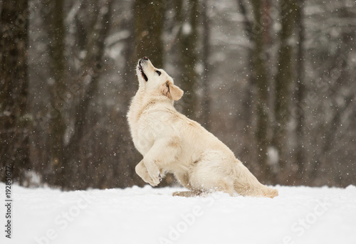 golden retriever dog in jump