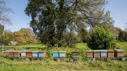 Beehive in Po Valley countryside, Crema, Italy