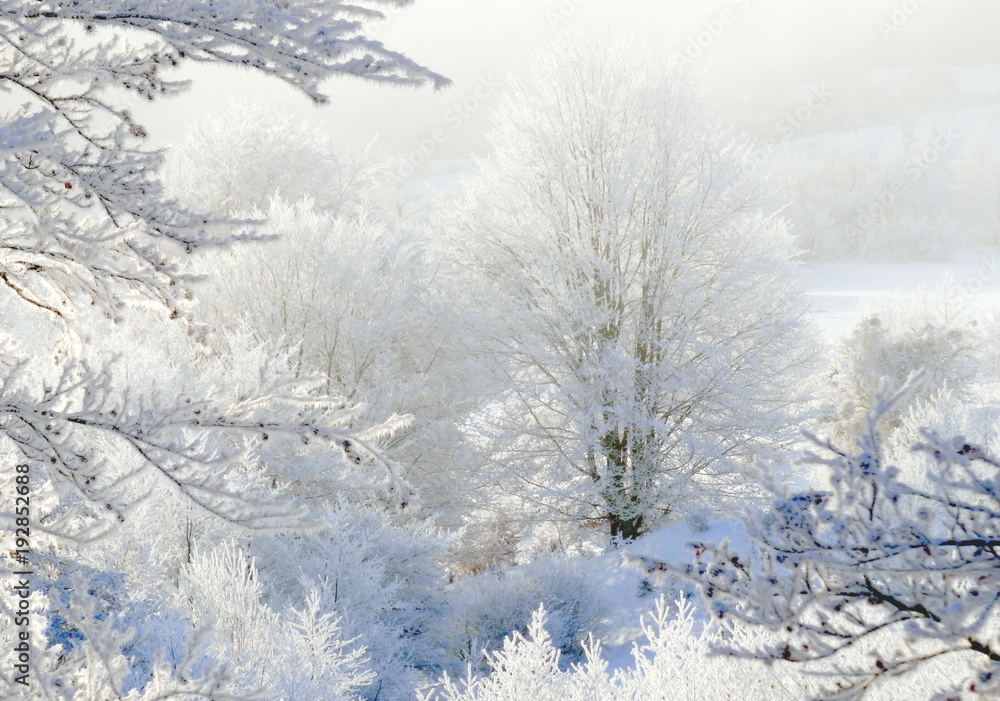 Frozen woods Frozen woods