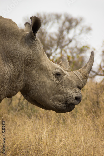 gros plan sur un rhinoc  ros dans la savane africaine