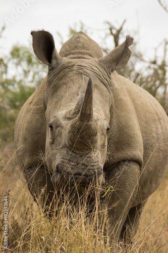 gros plan sur un rhinoc  ros dans la savane africaine
