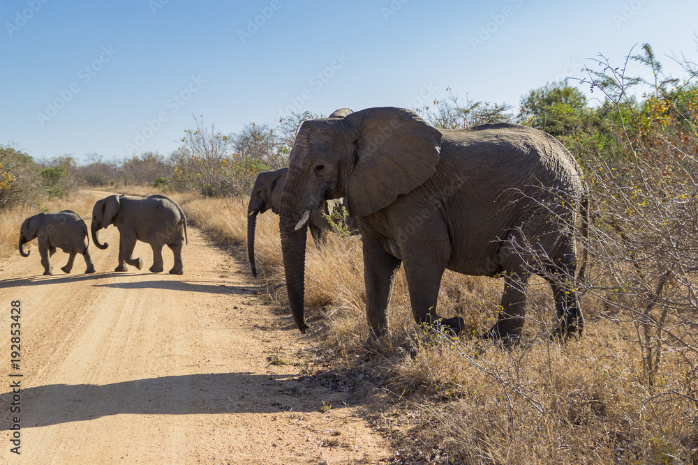 famille d'éléphants traversant une route