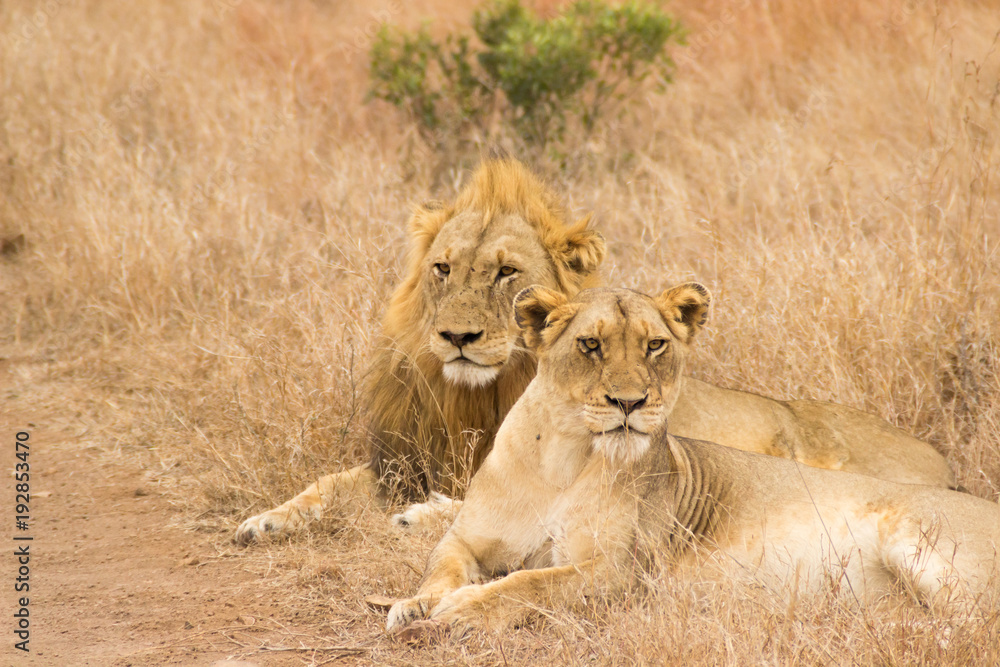 Fototapeta premium couple de lions couché dans la savane