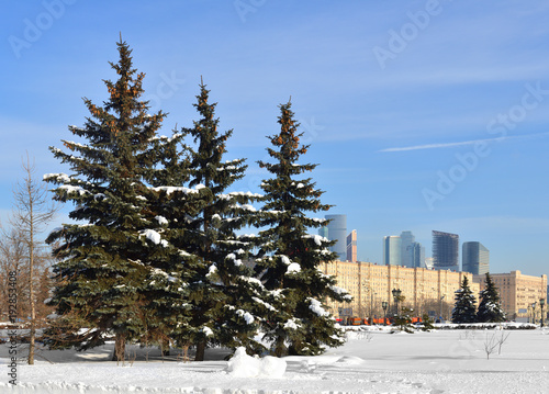 Winter Moscow. Snow-covered park. Three spruce trees