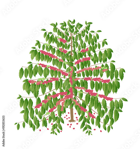 coffee tree with red fruits