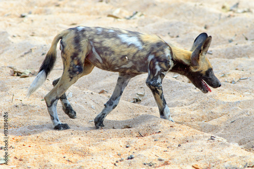 African Wild Dog - also known as a painted dog (Lycaon Pictus) walking across the dry African Svannah in South Luagwa National Park, Zambia, Southern Africa - slight motion blur on hind paw