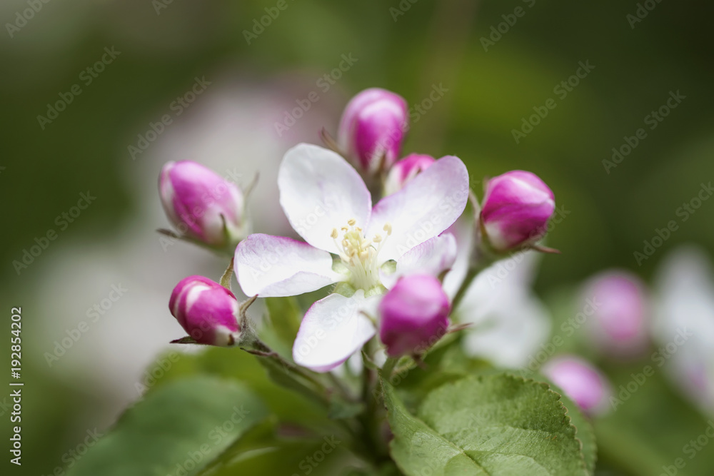 Spring flowering wild apples in garden. Branch of blooming wild apple-tree with tender pink bud delicate flowers, spring sunny day