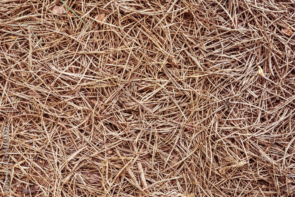 Pine needles texture. Pine needles texture.