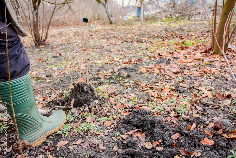 Fototapeta premium Transplanting new scion with roots from parent fruit tree