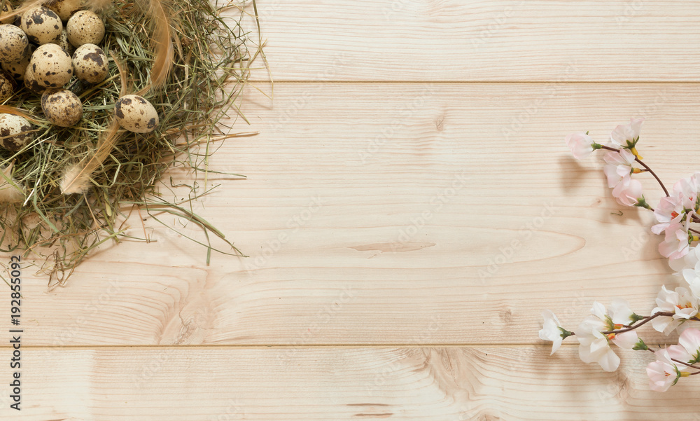 Obraz premium quail eggs