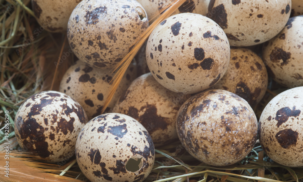 quail eggs with feathers quail eggs with feathers