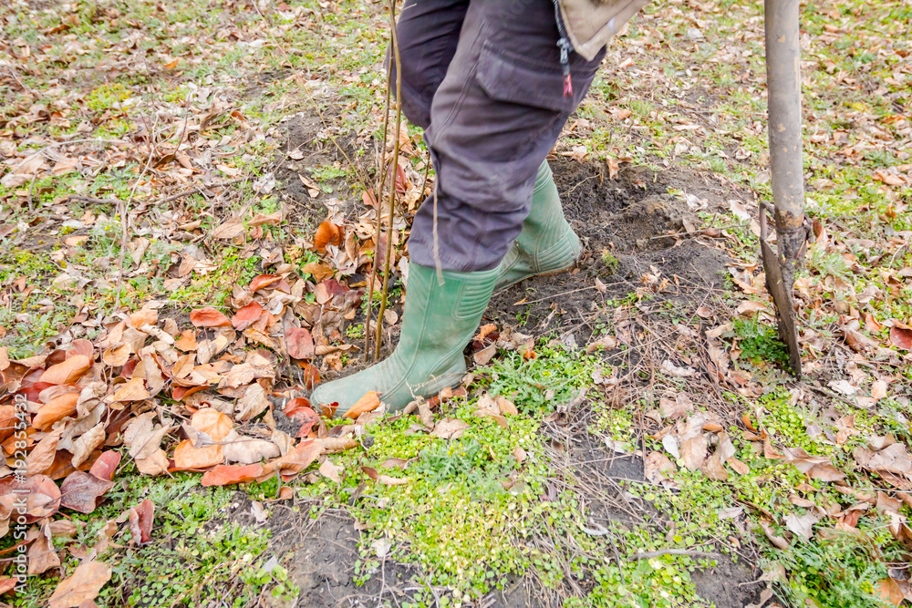 Transplanting new scion with roots, dibble fruit tree Transplanting new scion with roots, dibble fruit tree