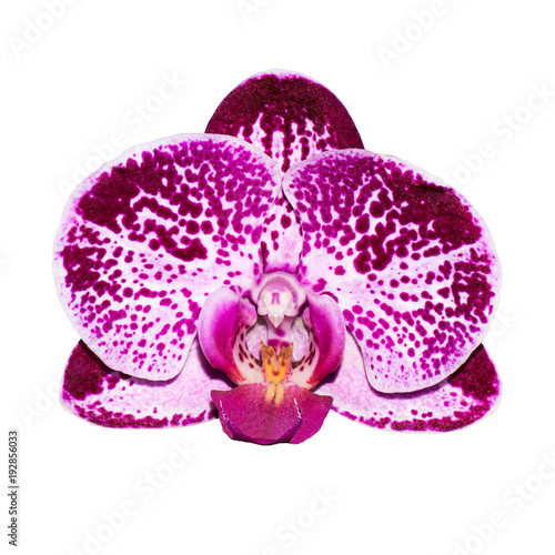Isolated orchid flower