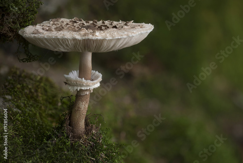 Foto macrolepiota procera, mazza di tamburo