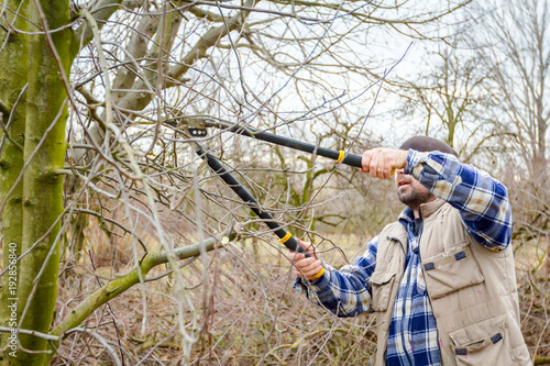 Gardener is cutting branches, pruning fruit trees with long shears in the orchard