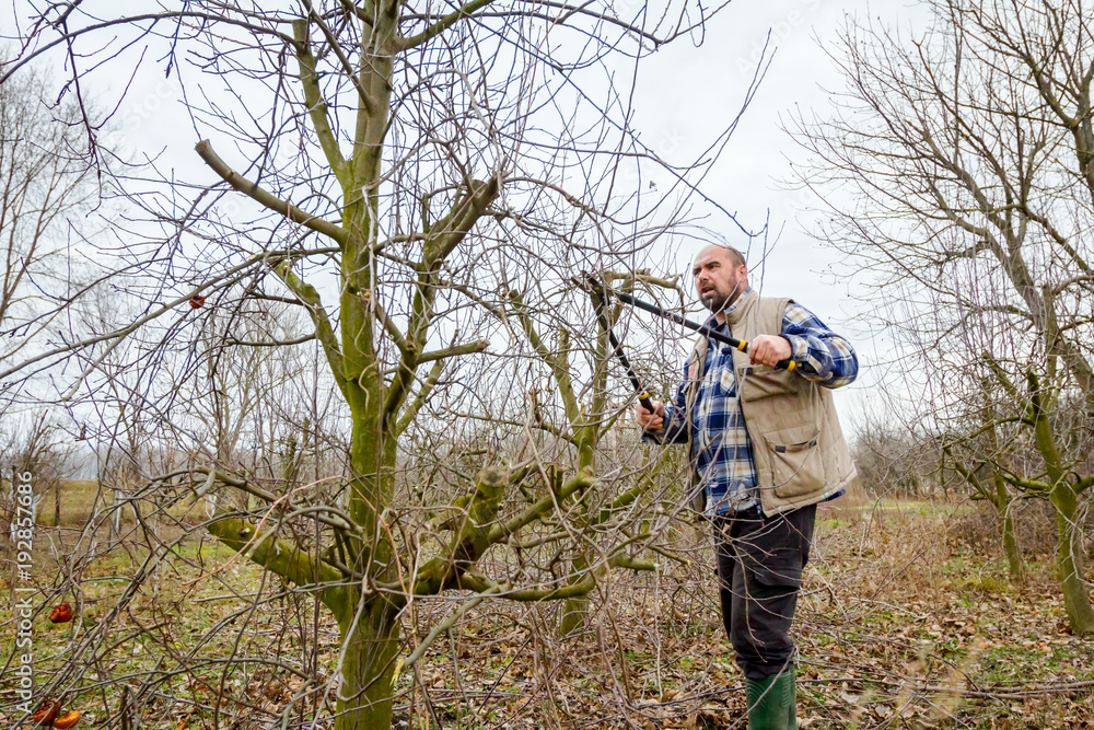 Fototapeta premium Ogrodnik ścinał gałęzie, przycinał drzewa owocowe długimi nożycami w sadzie