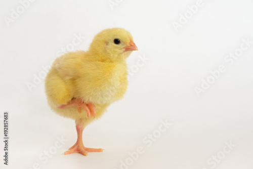 little chicken broiler isolated on white