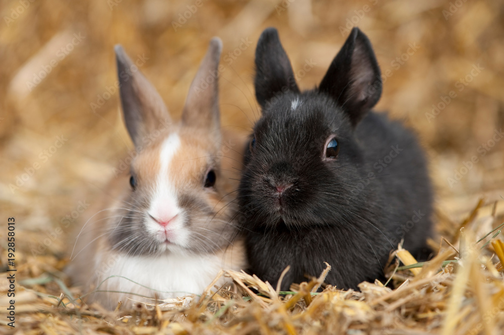 Fototapeta premium Dwa króliki zwerk siedzą obok siebie na beli słomy